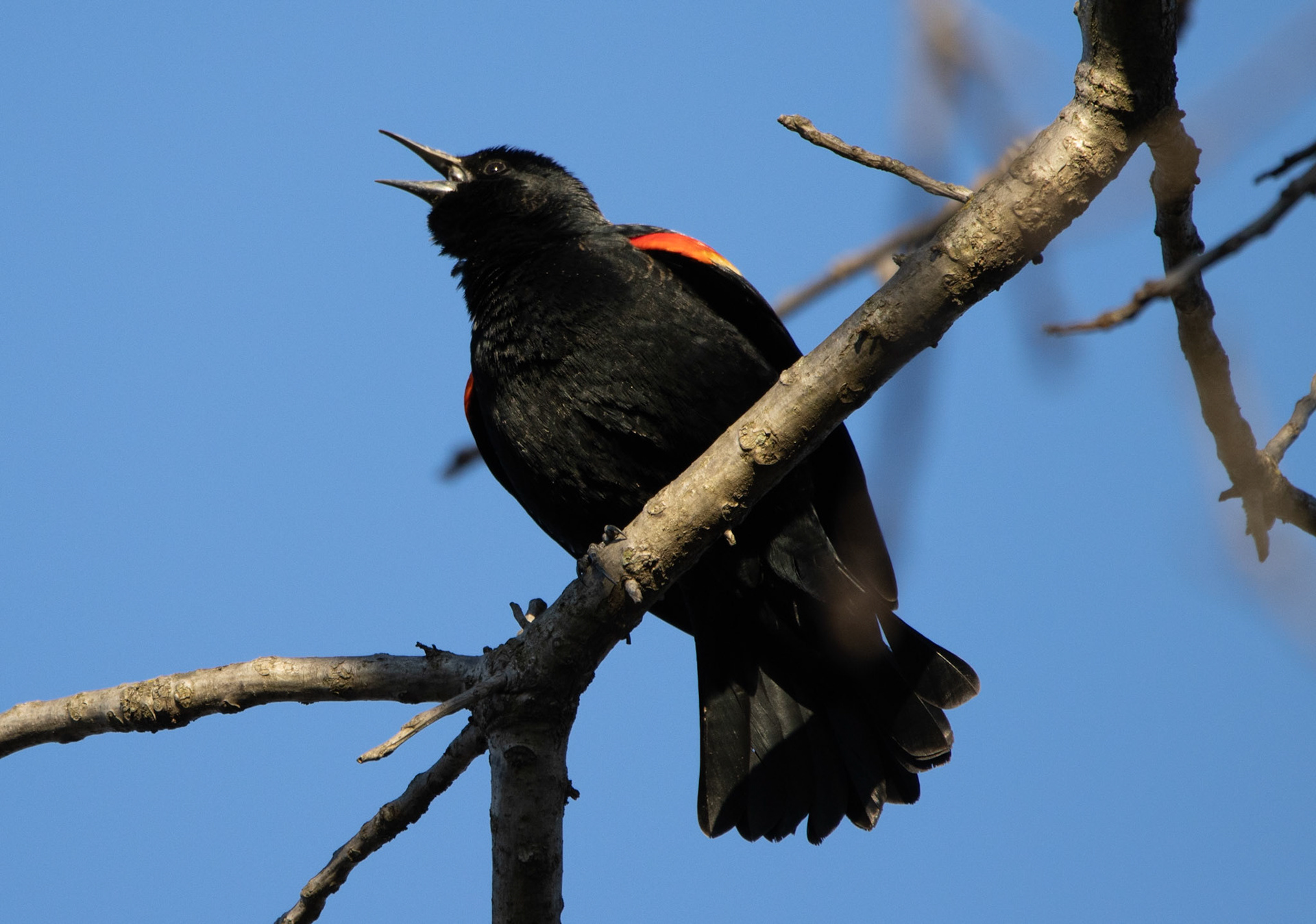 Red-winged Blackbird