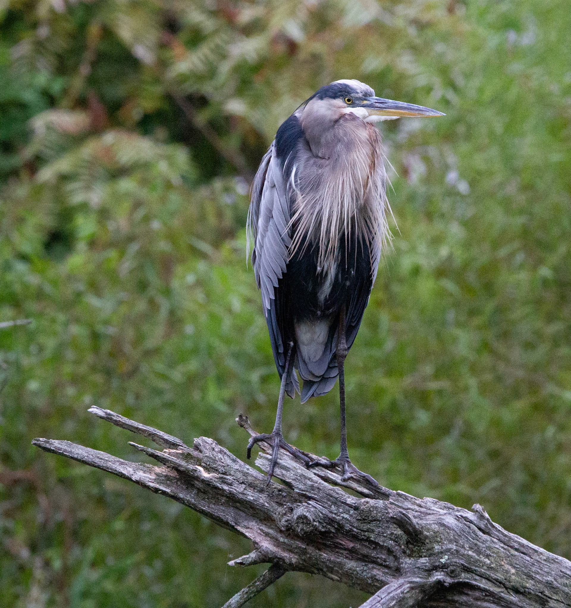 Great Blue Heron