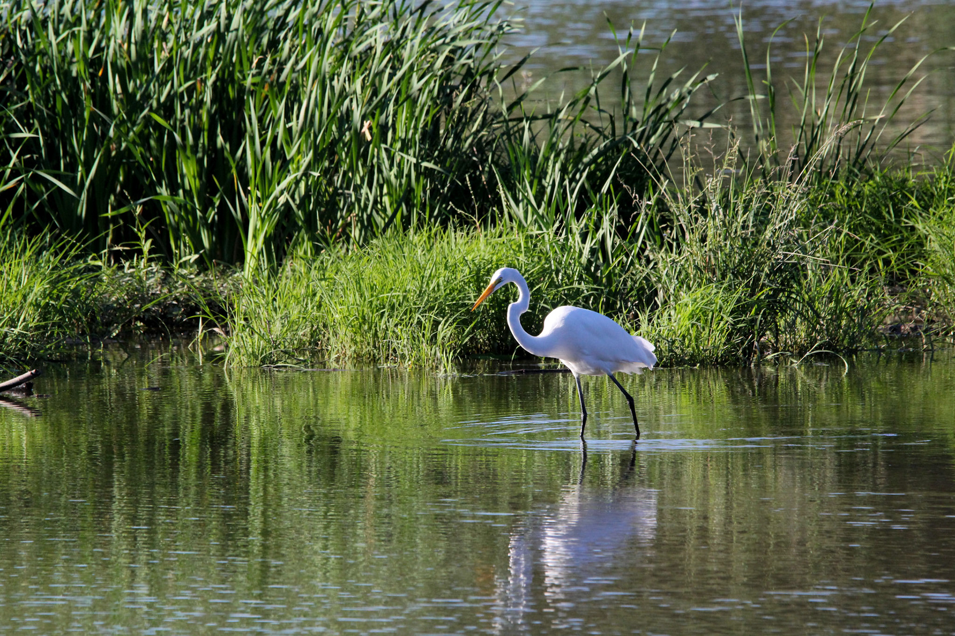 Great Egret