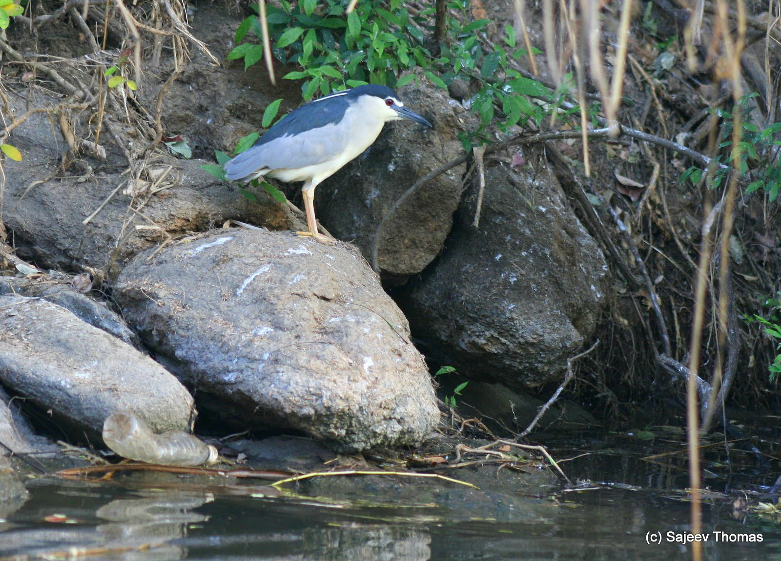 Night heron
