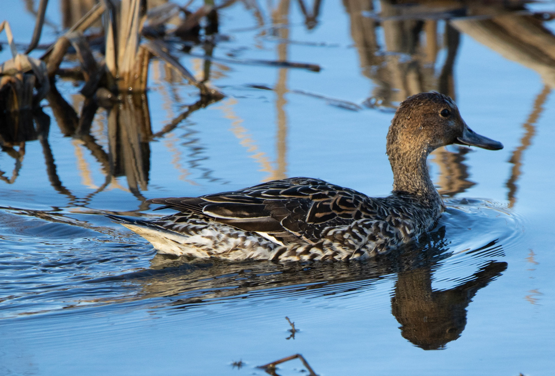 Northern Pintail (Female)