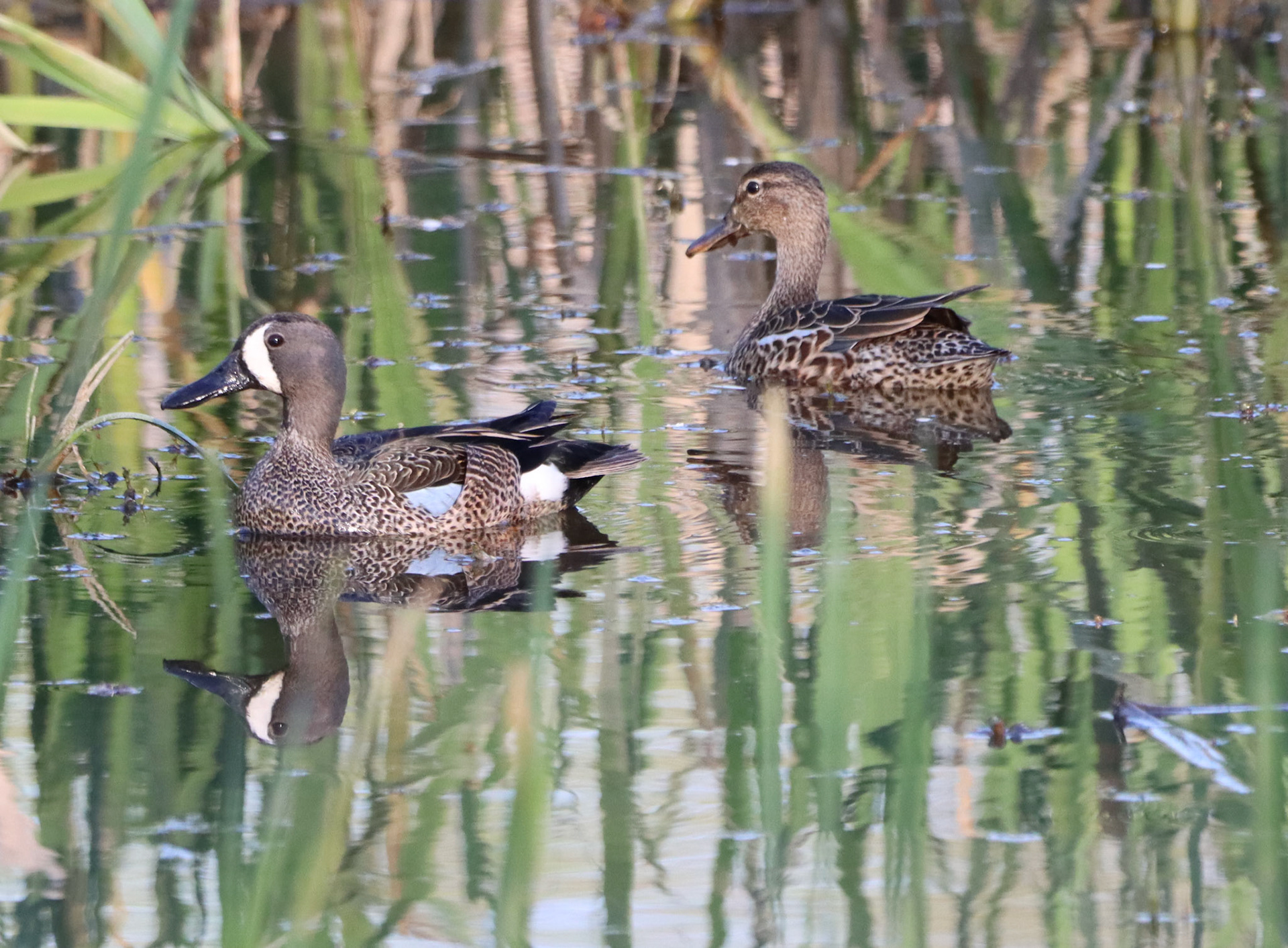 Blue-winged Teal