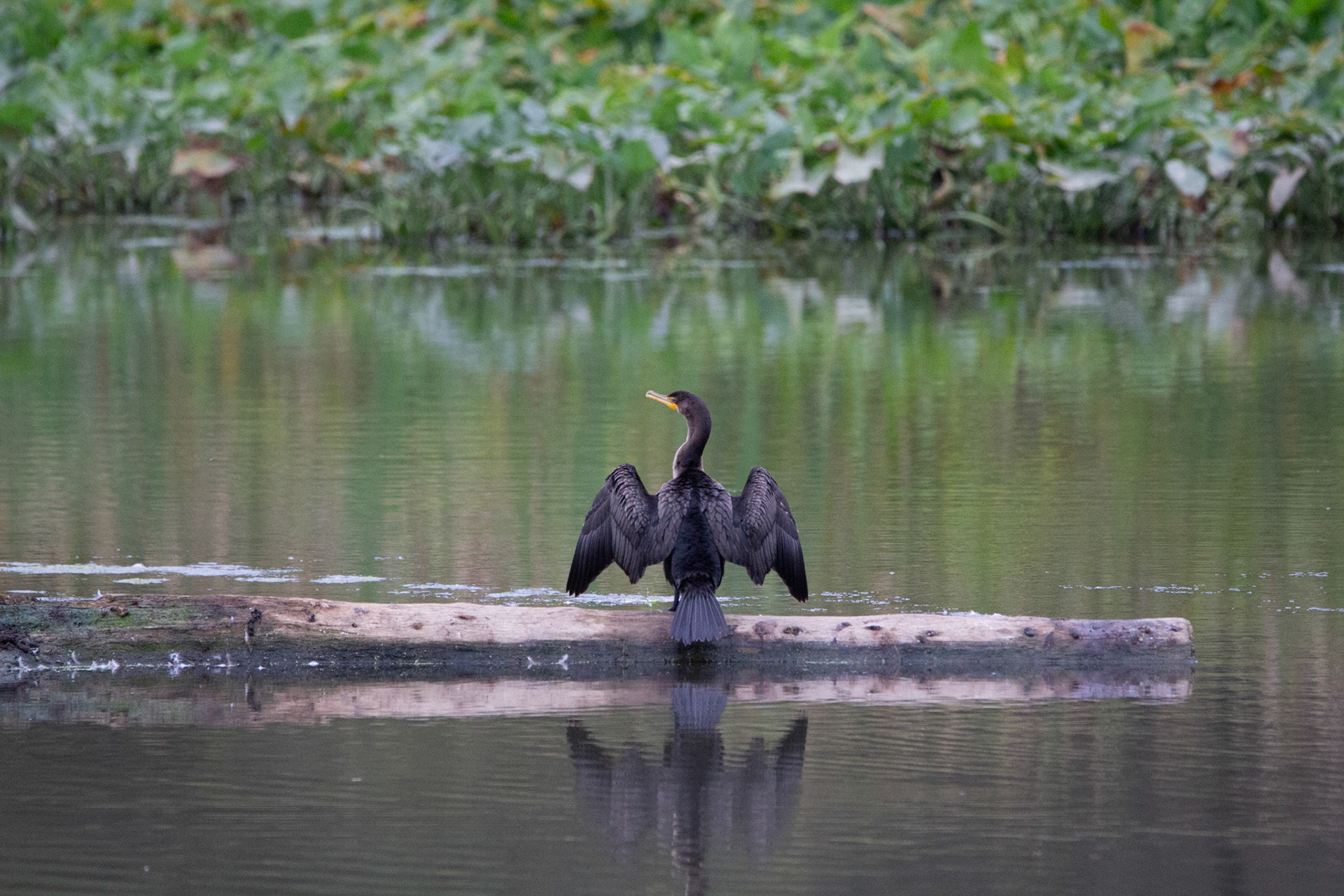 Double-crested Cormorant