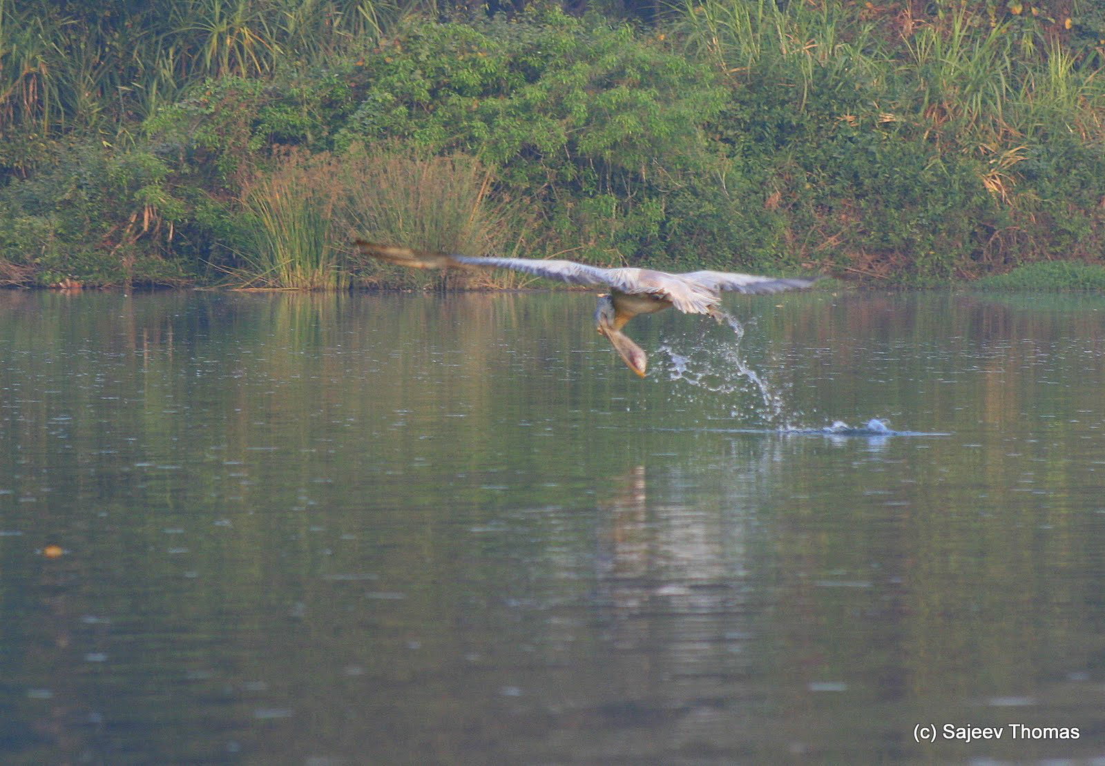 Pelican