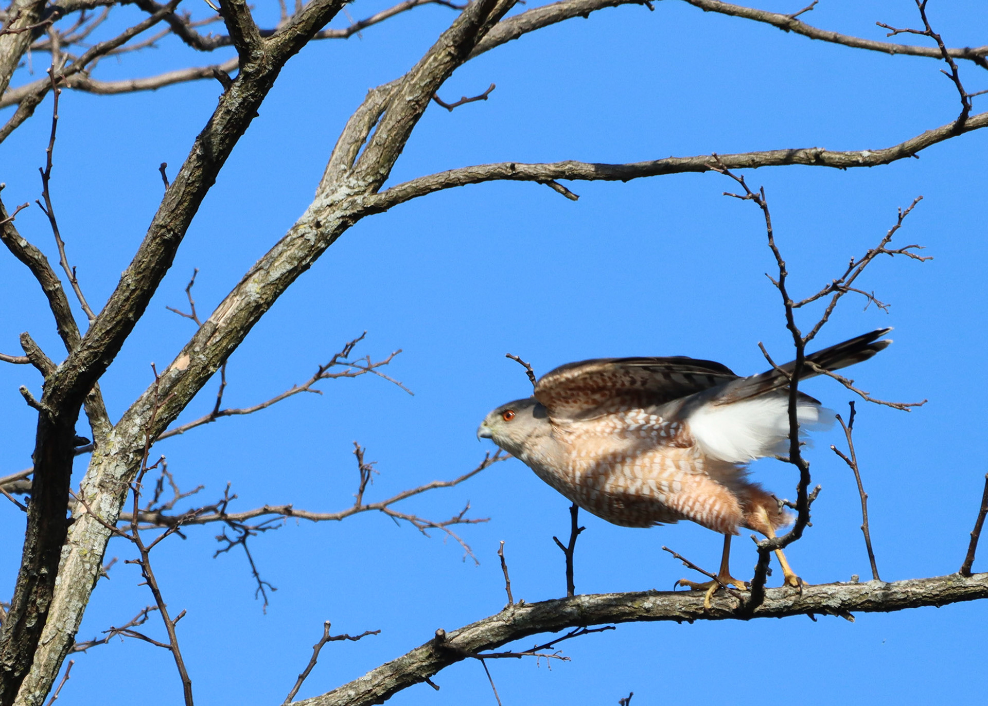 Cooper's Hawk