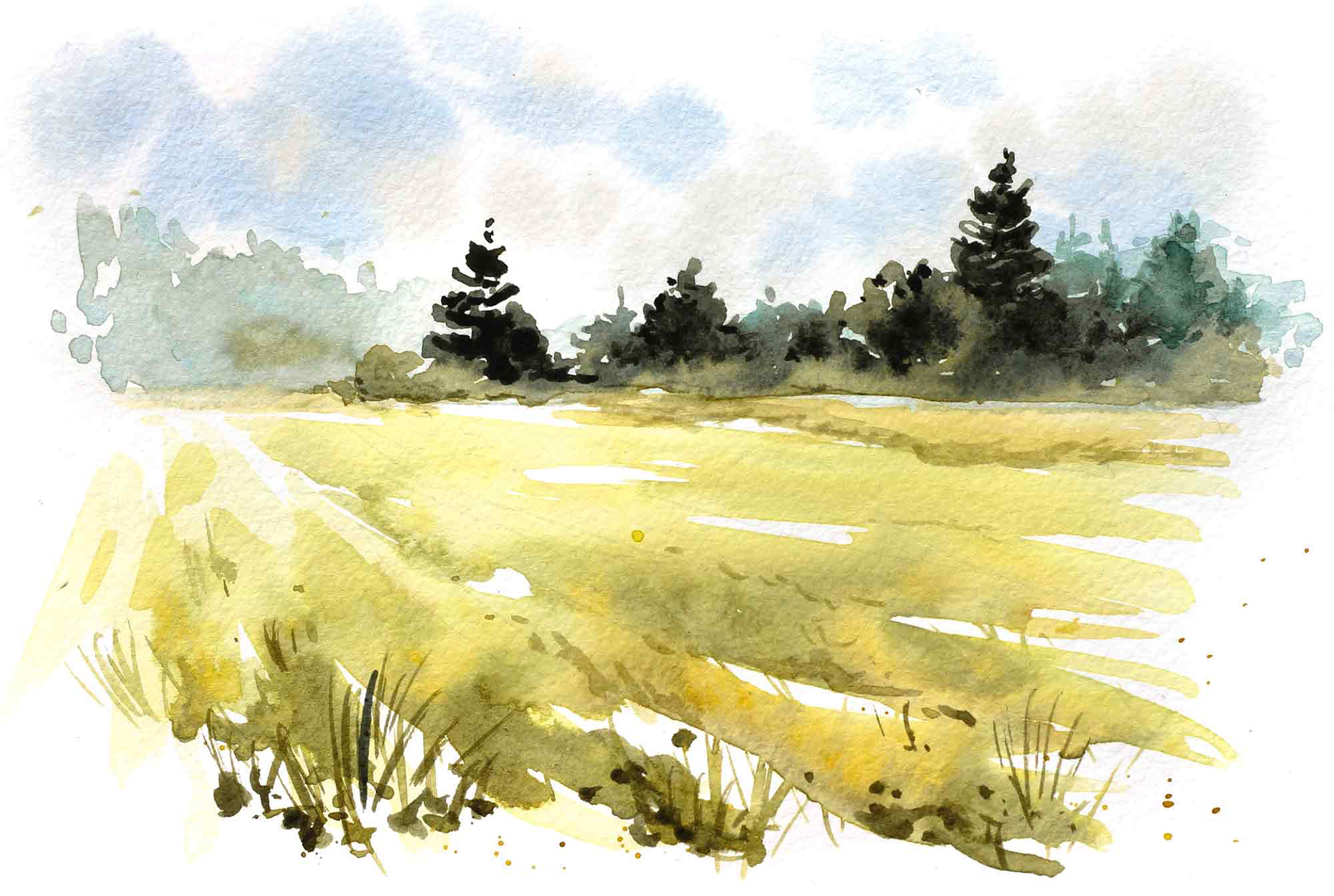 Wiese mit Bäumen