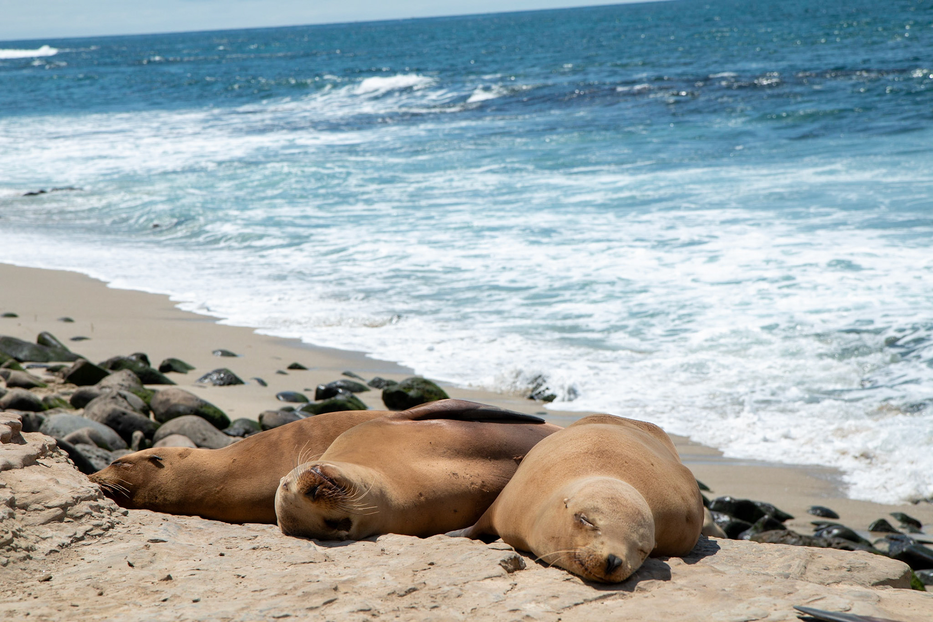 seals at the beach