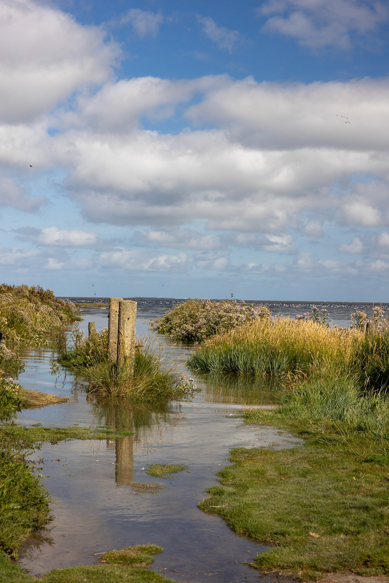 the shore of the north sea is a paradise for birds in many places. Often you can find nature photographers camouflaged