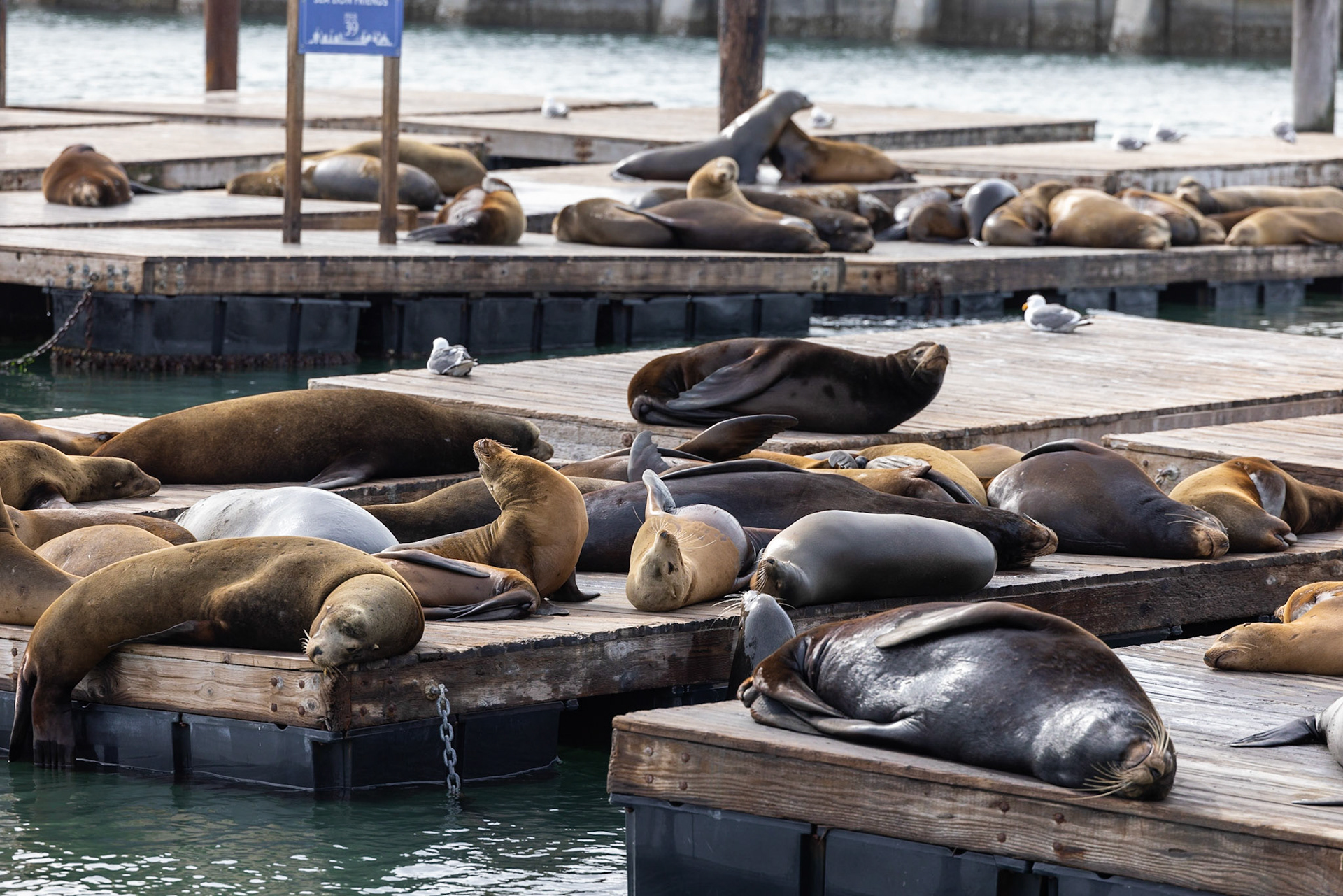 see seals of San Francisco