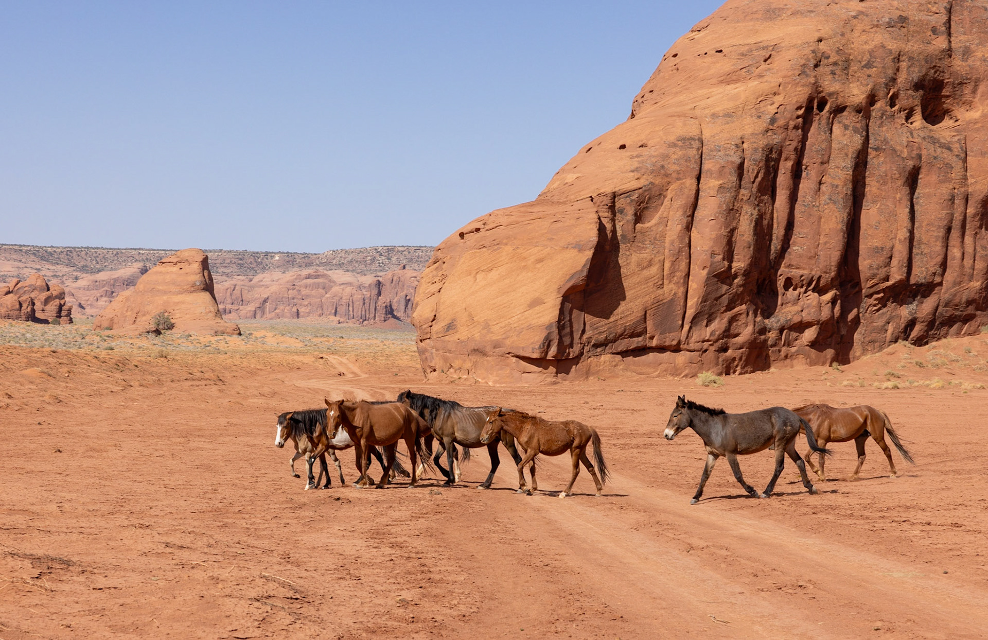 Monument Valley wild horses