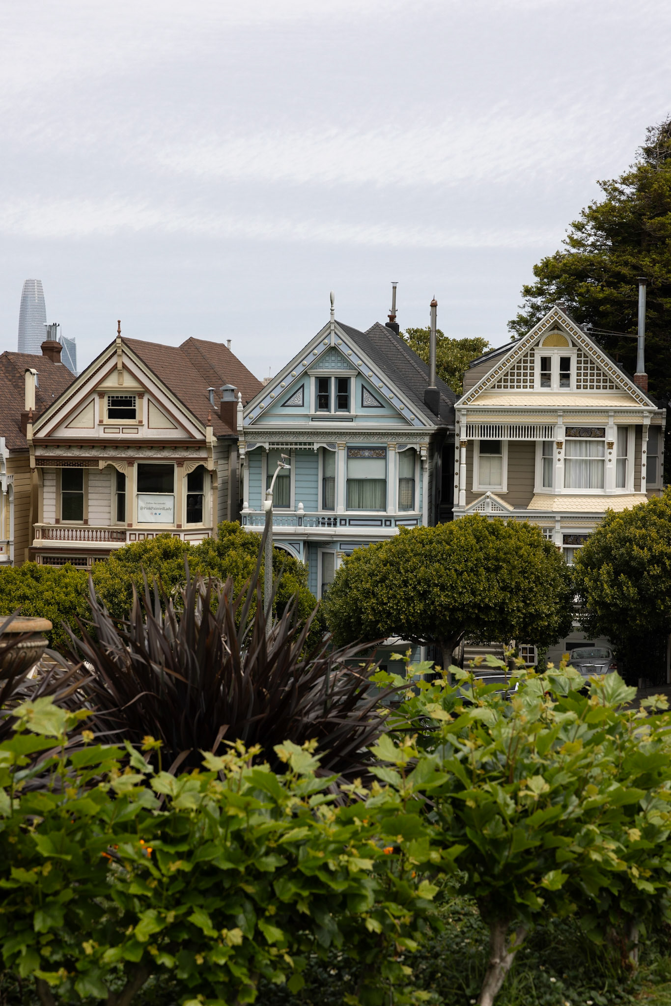 Painted Ladies