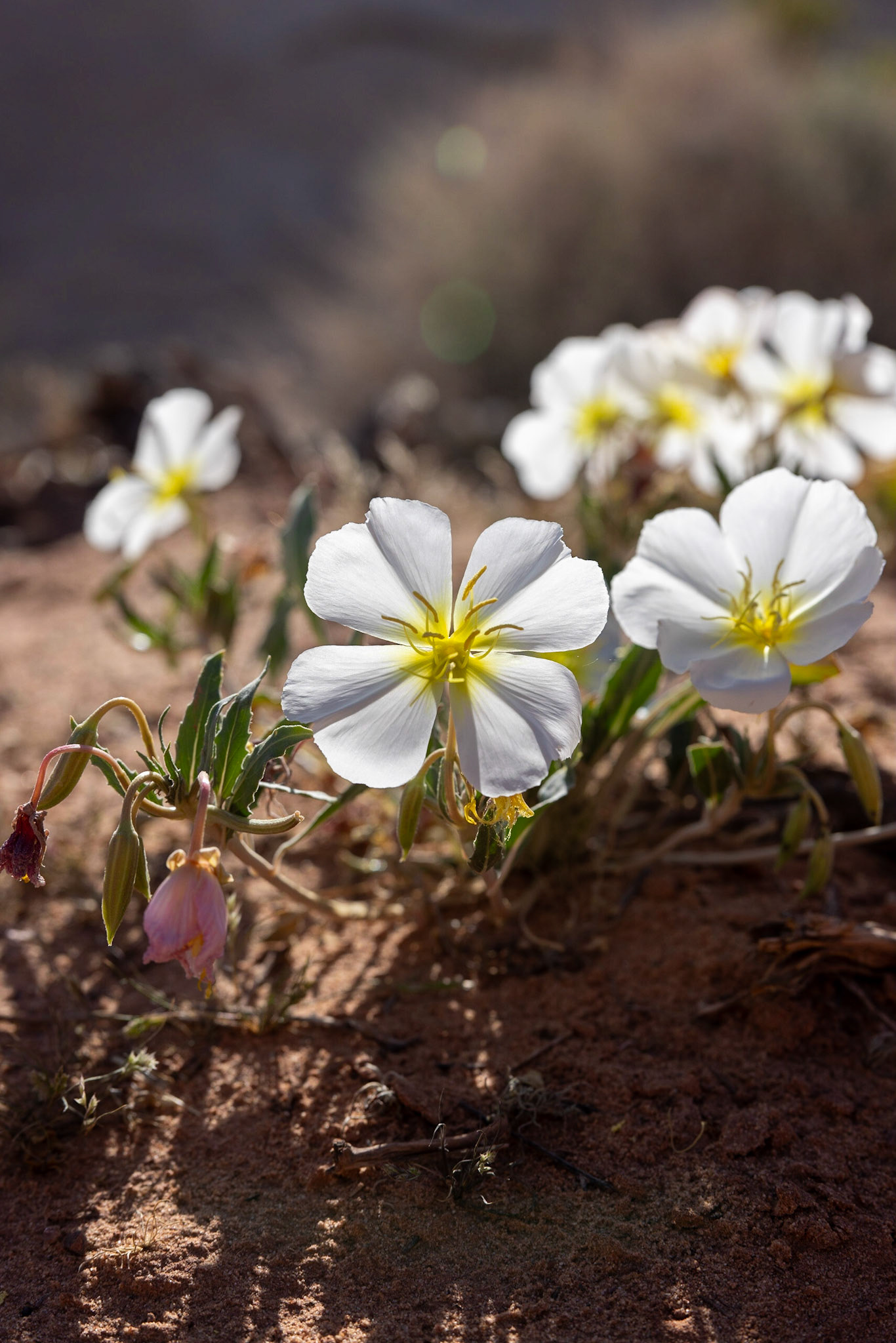 desert flowers