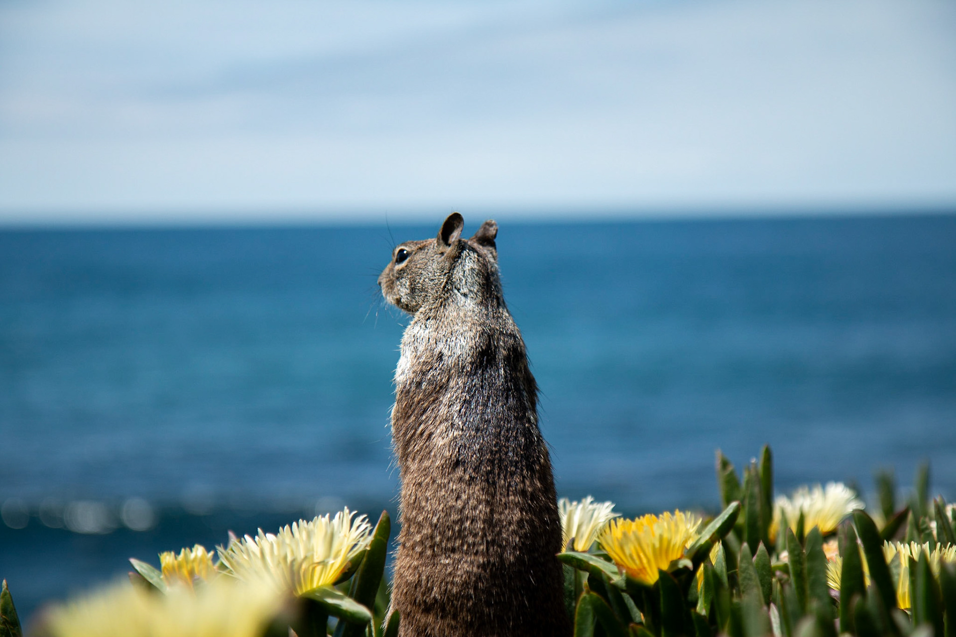 squirrel looking at the ocean