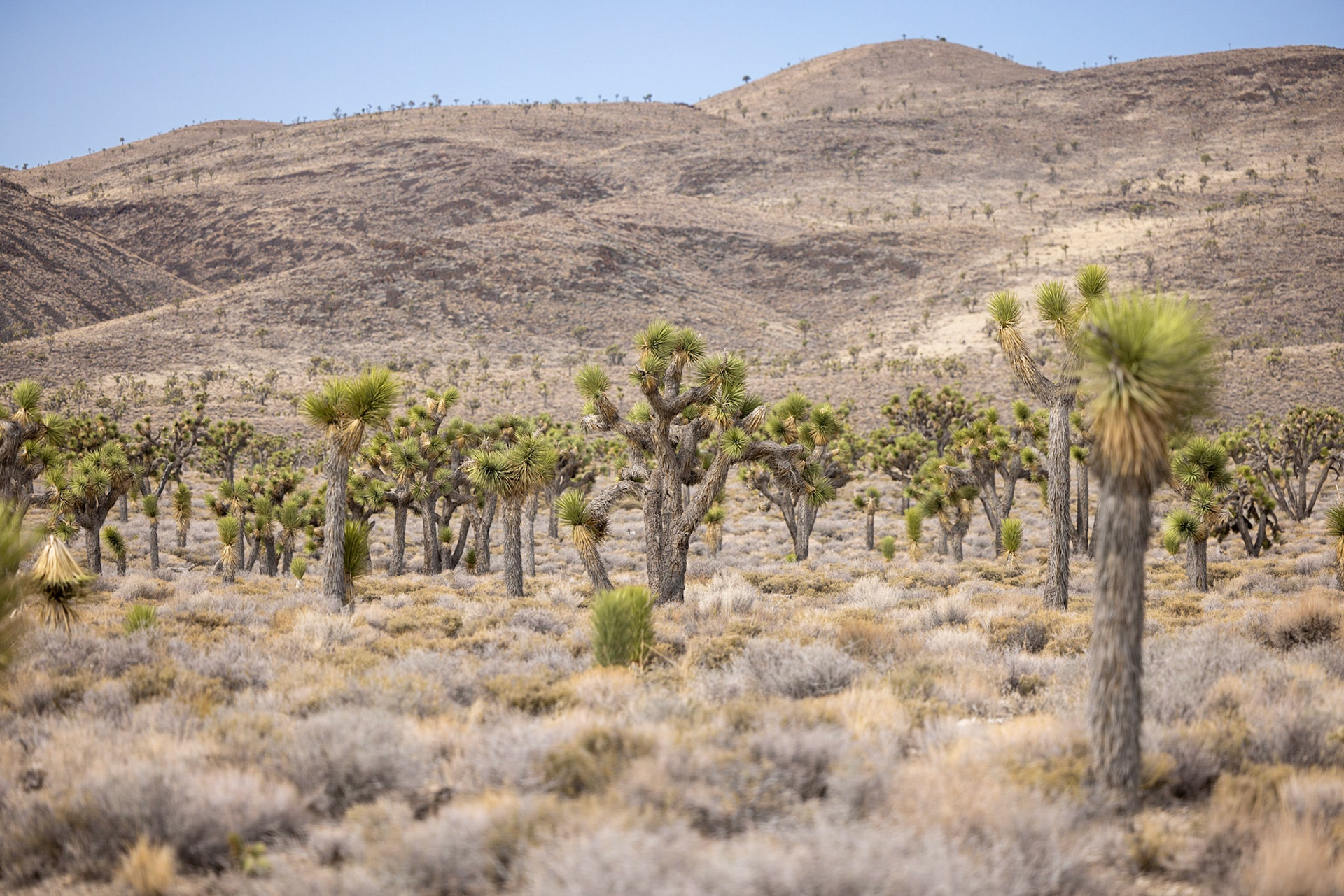 Death Valley - Joshua-Tree