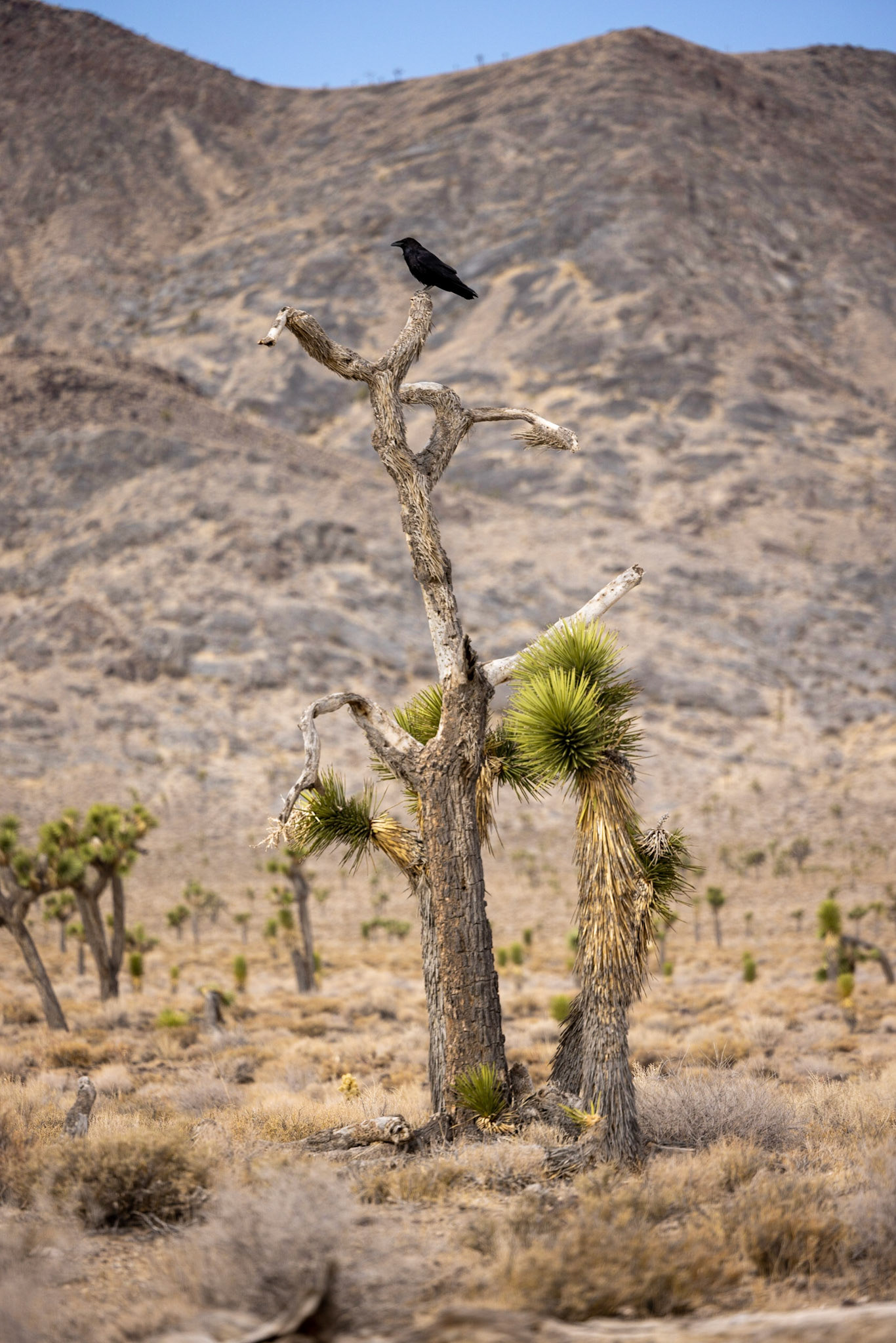 Death Valley Crow sitting on a tree
