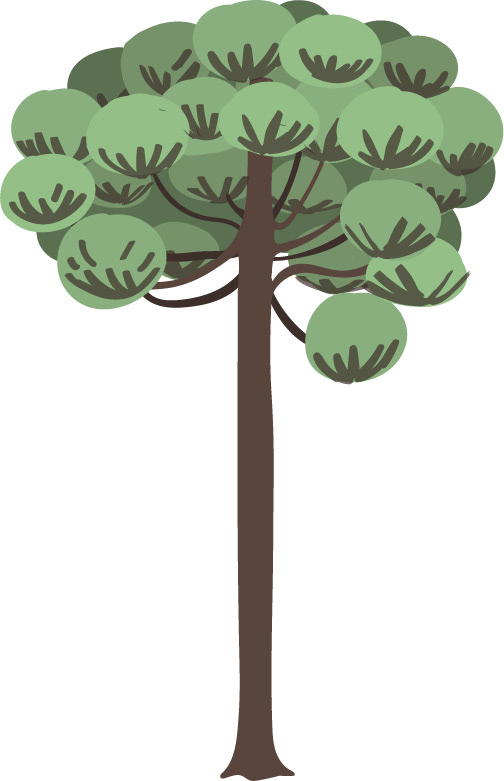 Araucaria