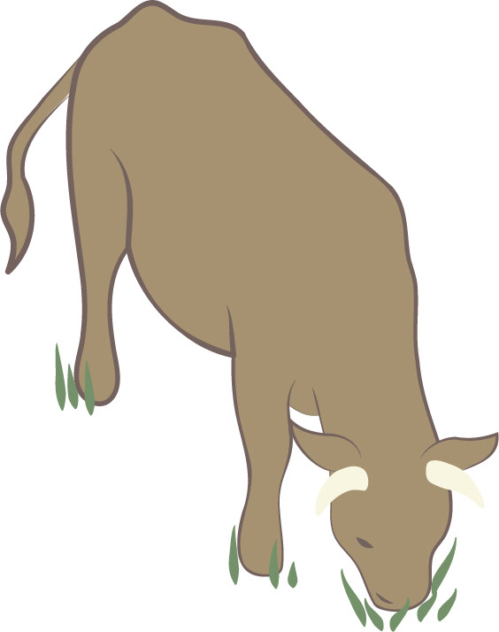 Vaca