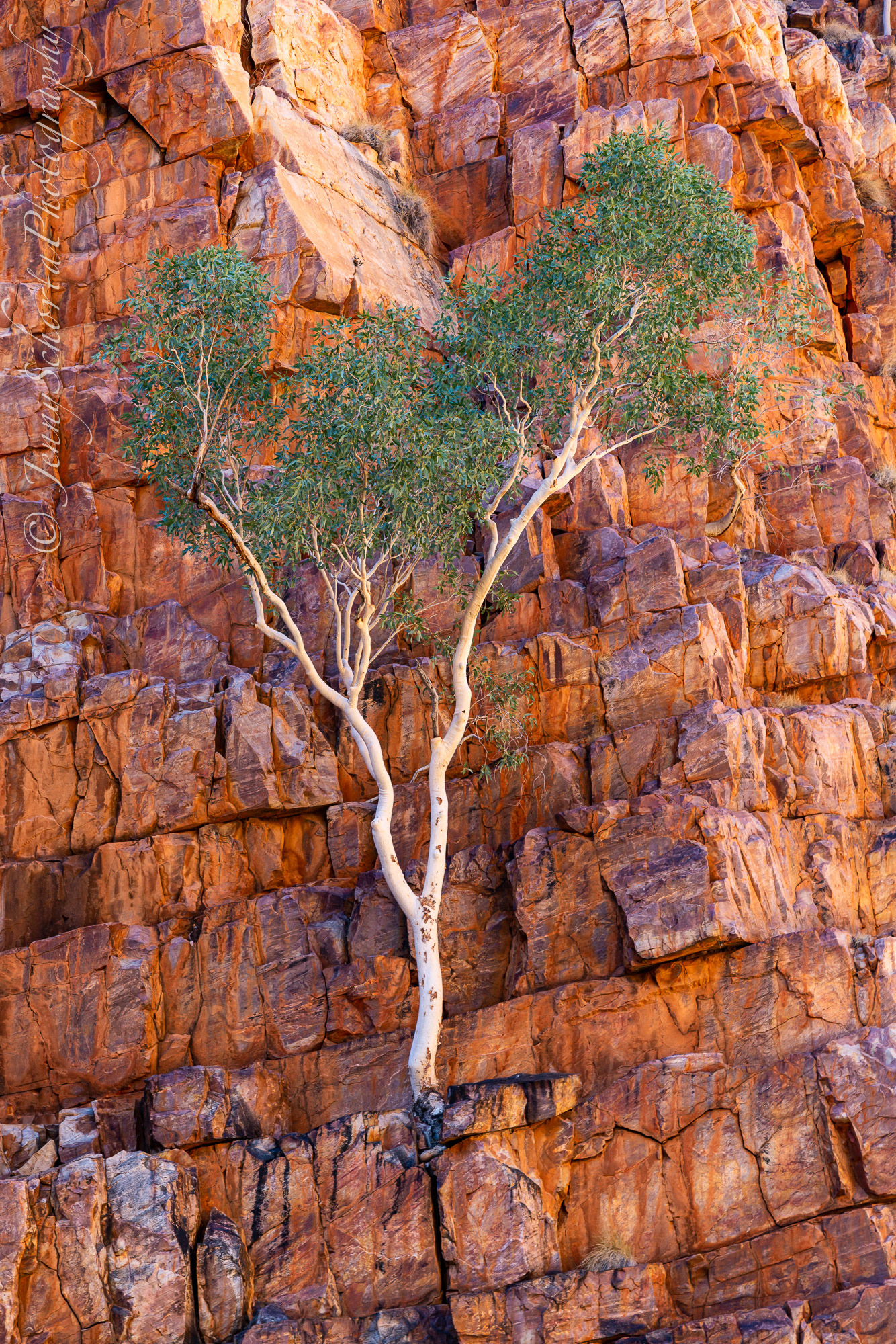 River Red Gum