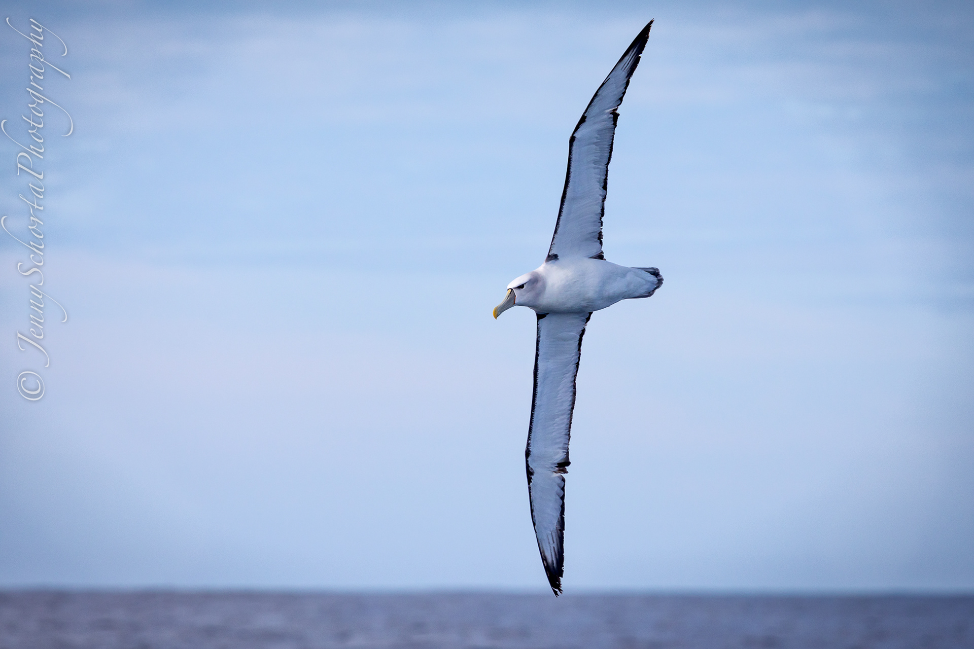 Shy Albatross