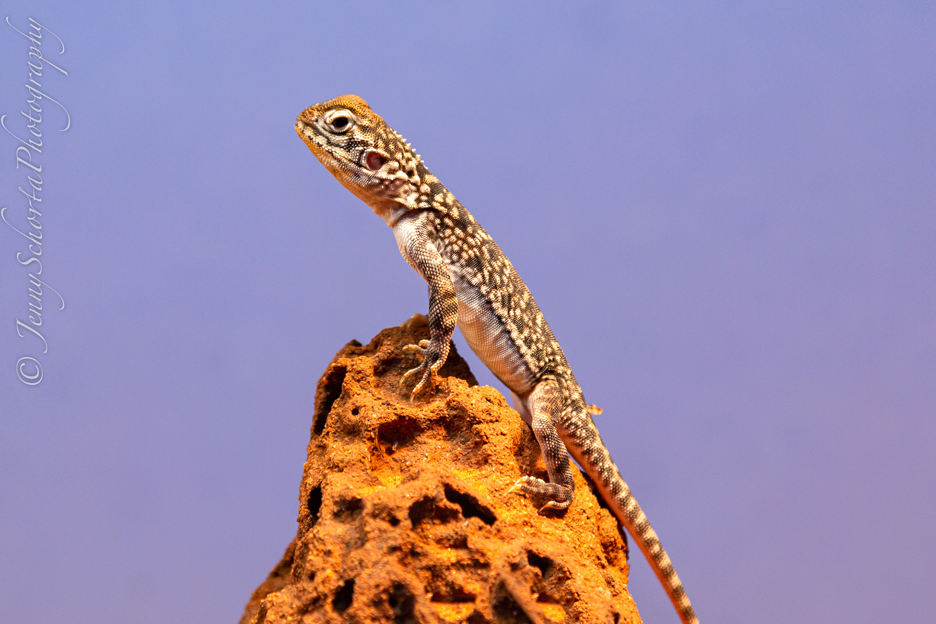 Desert Park Lizard