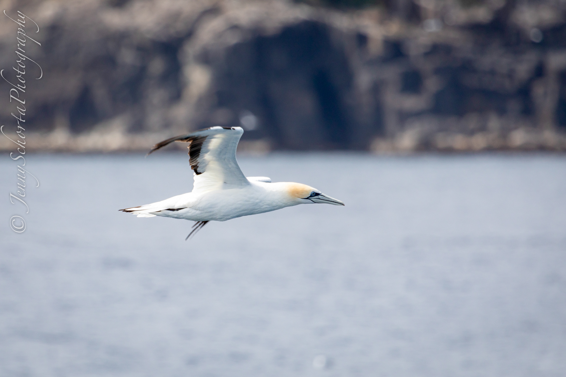 Gannet