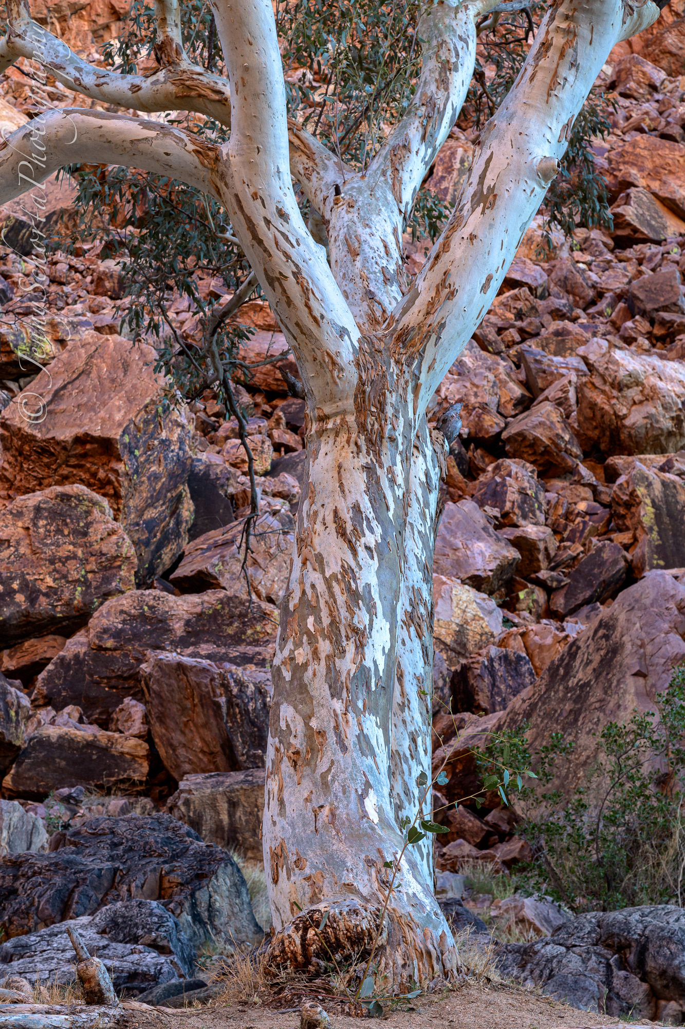 River Gum