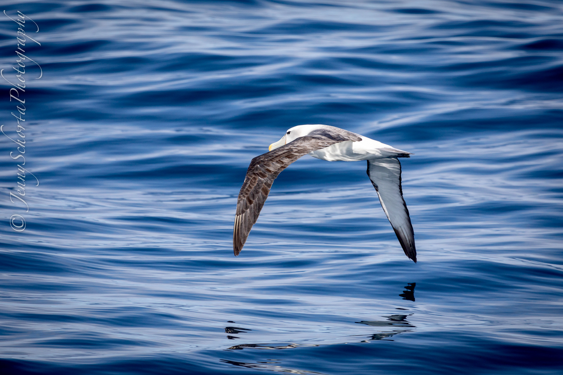 Shy Albatross