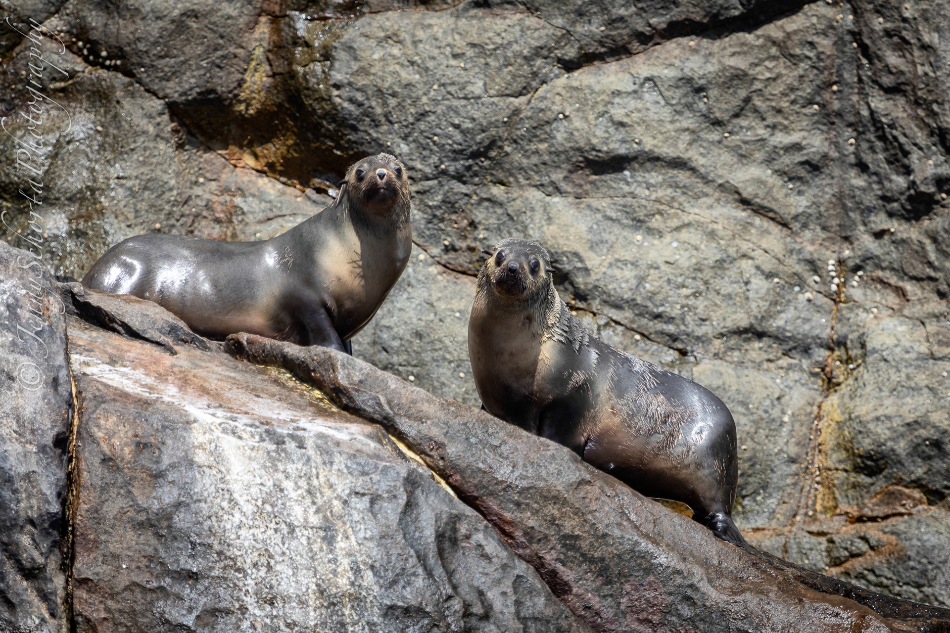 Australian Fur Seals