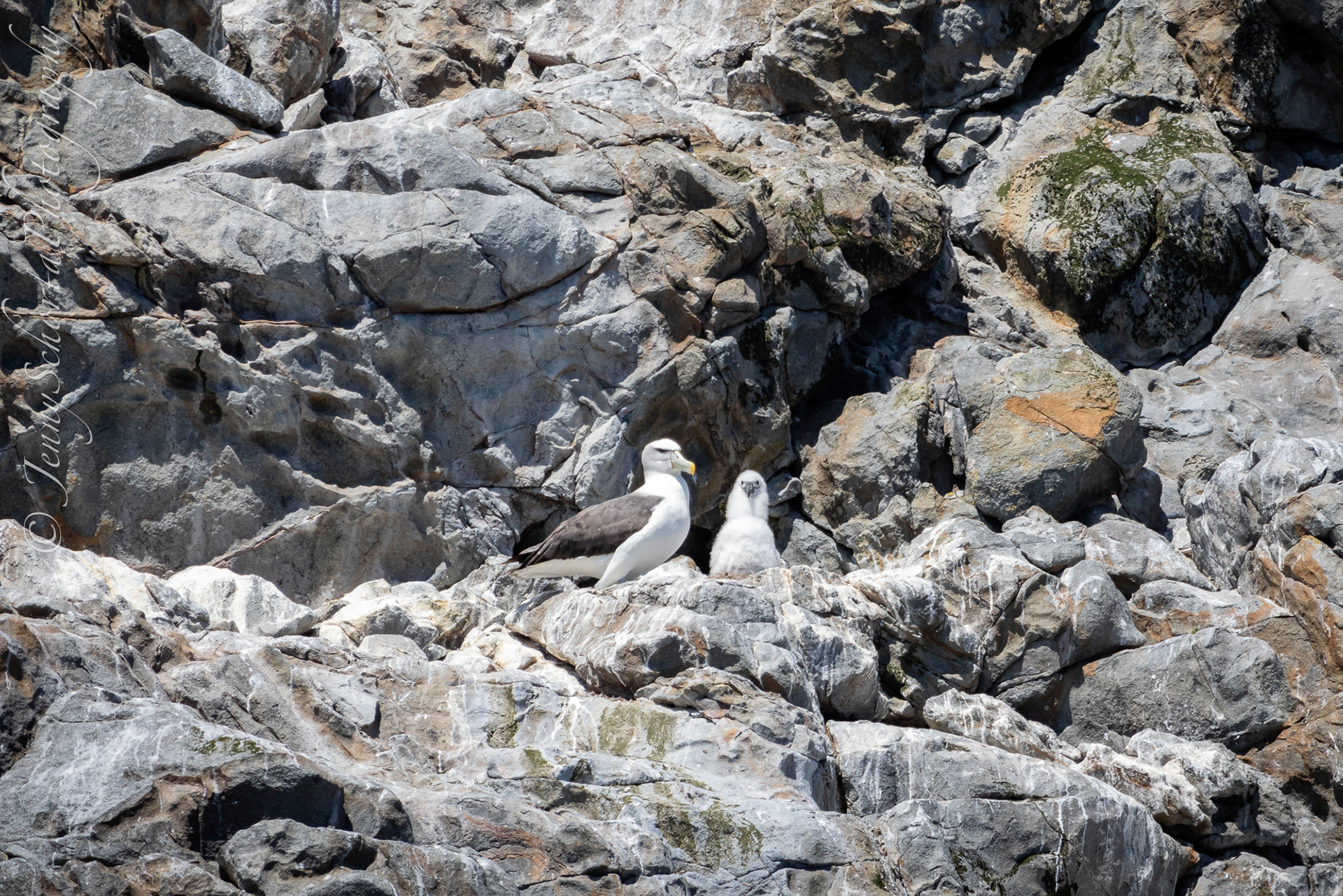 Shy Albatross & Chick