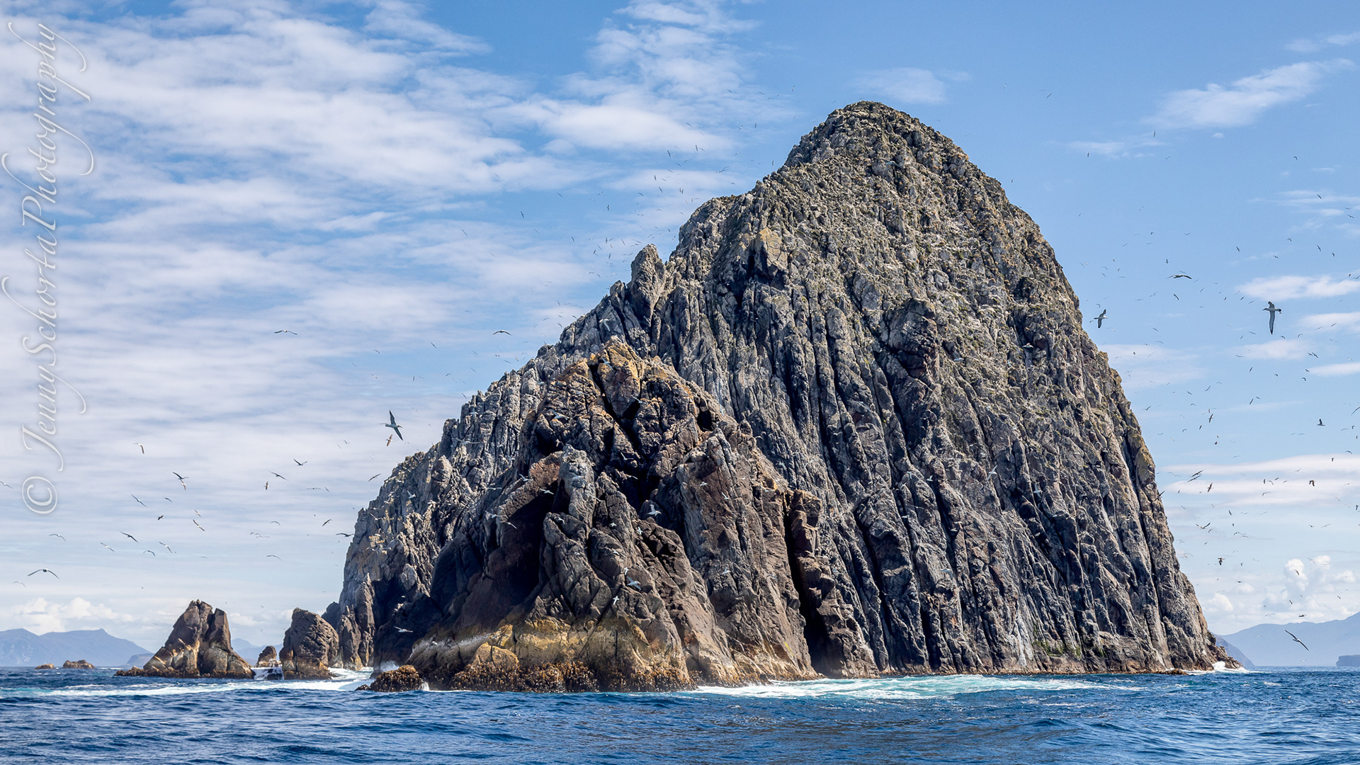 Mewstone Island and the Shy Albatross