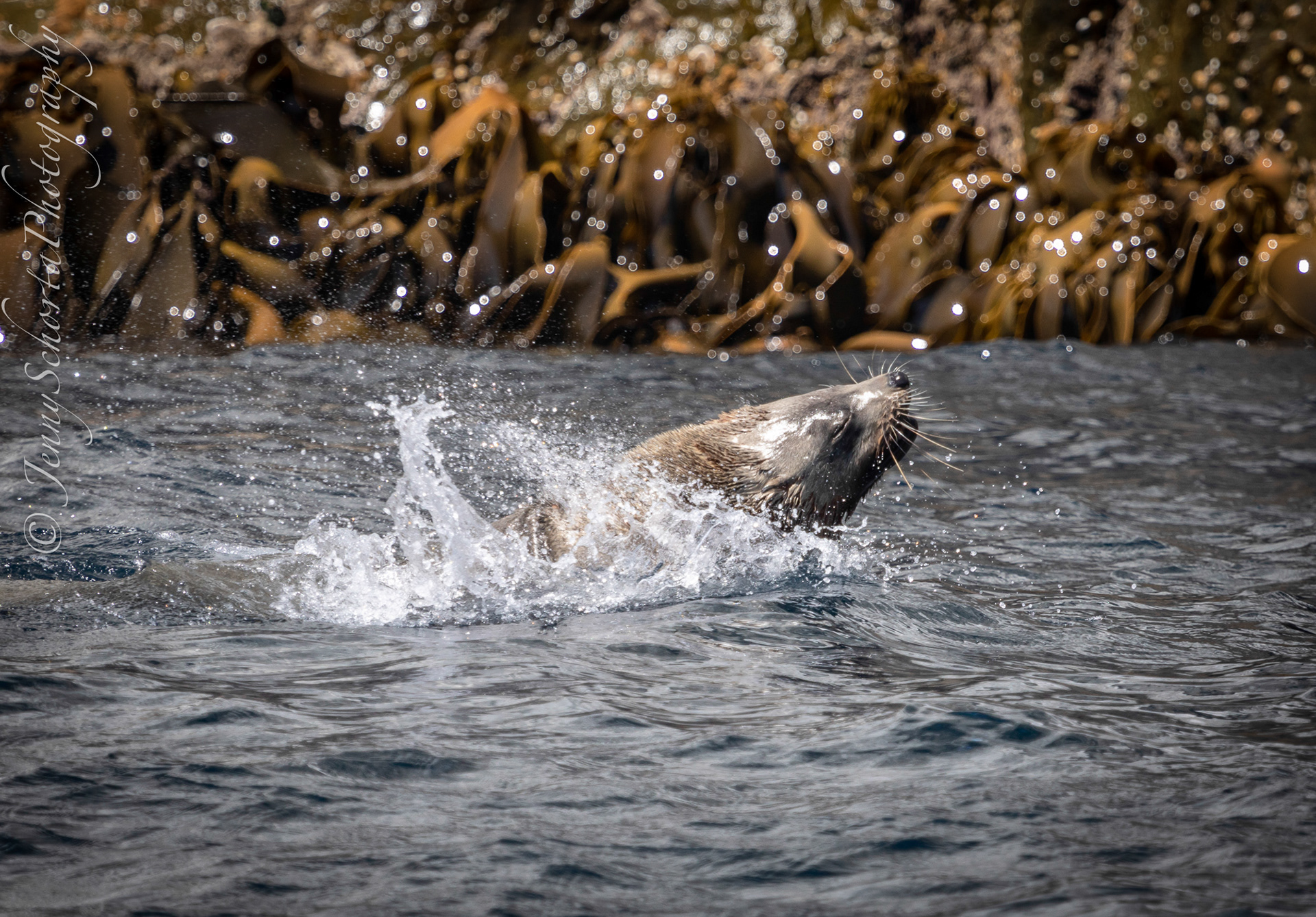 Australian Fur Seal