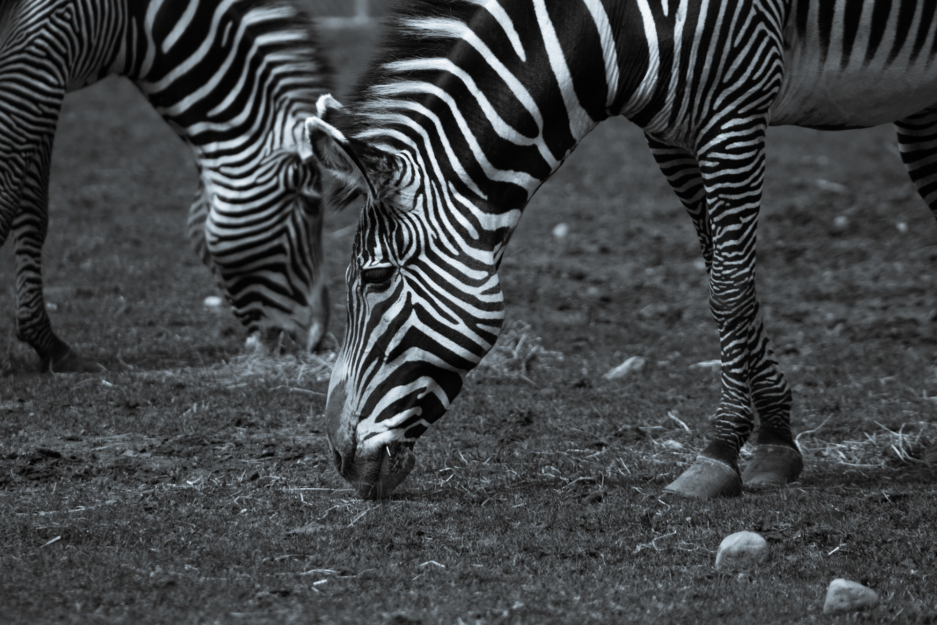 Zebra