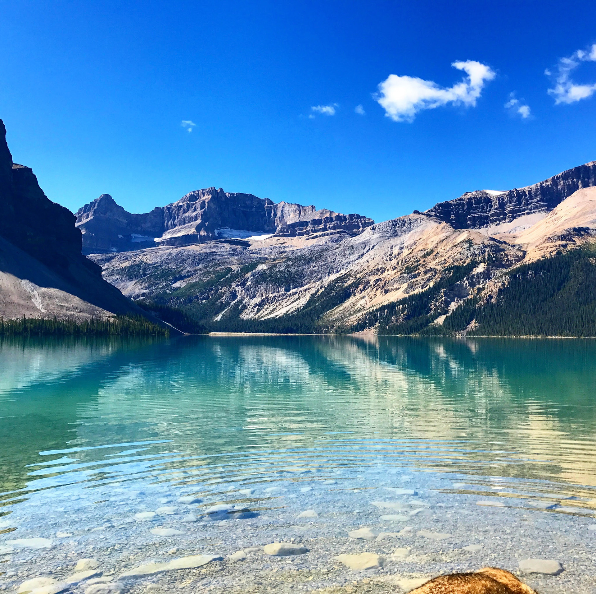 Bow Lake, Jasper, Alberta