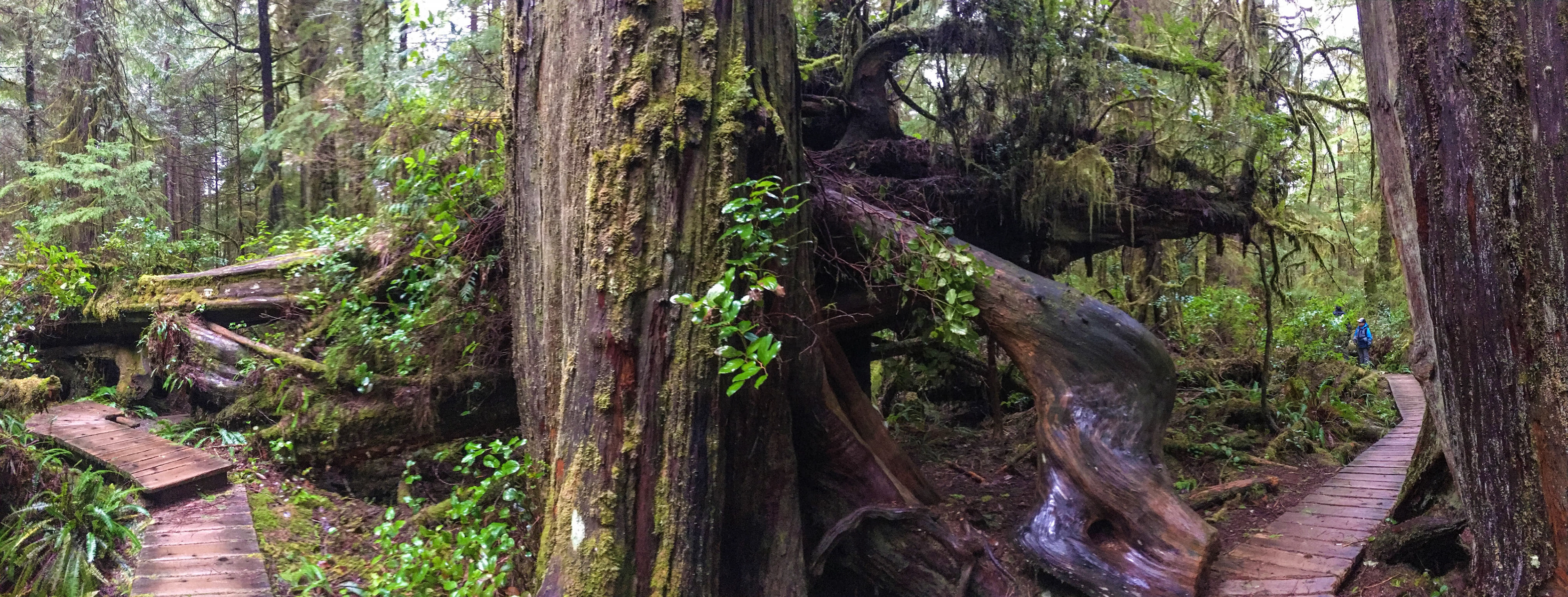 Pacific Rim National Park, Vancouver Island, British Columbia