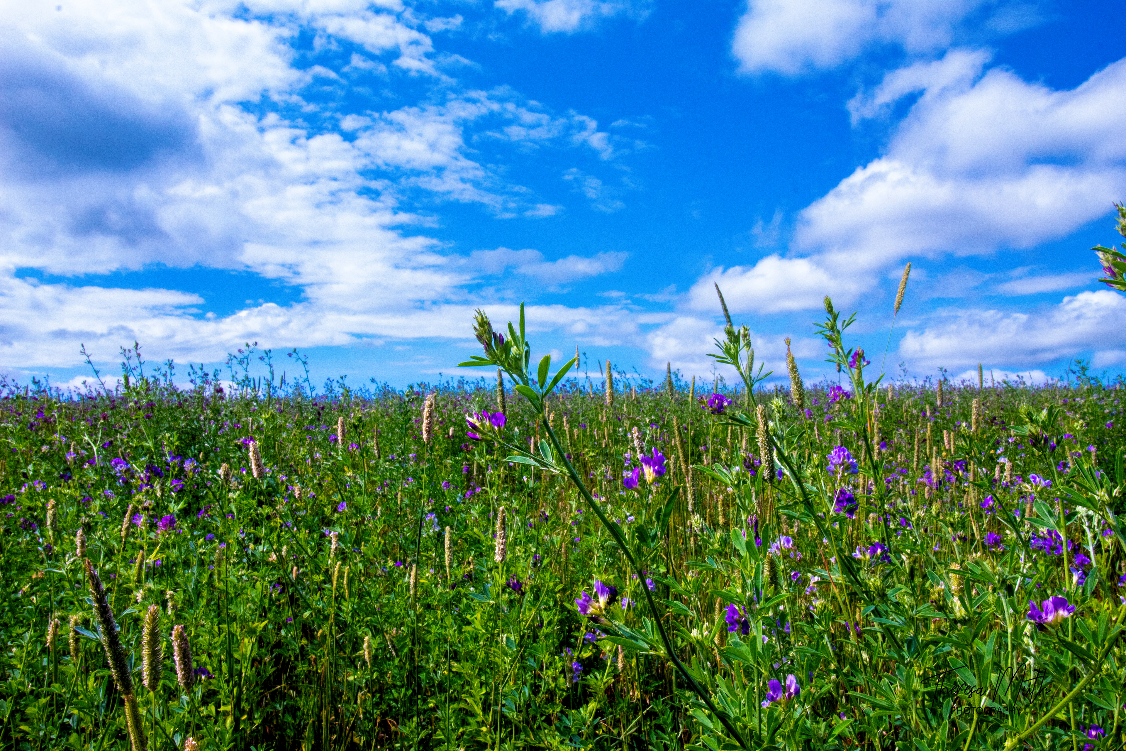 Clover Field