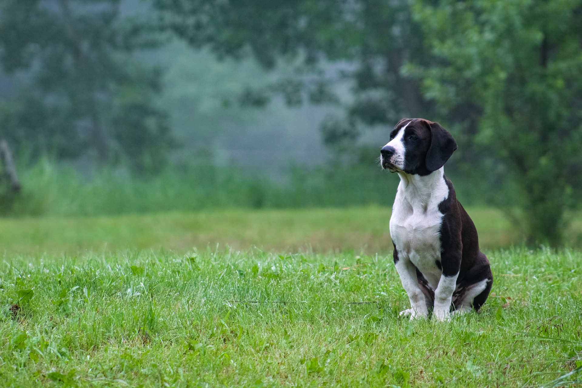 Puppy