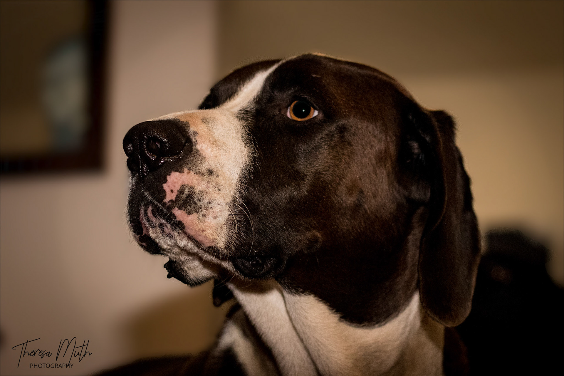 Hounddog Mix