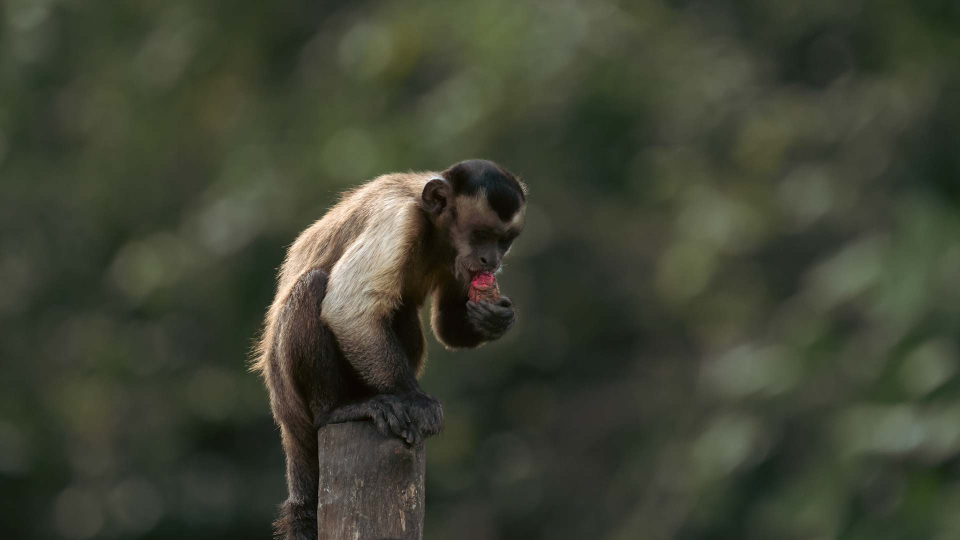 Brown Capuchin, the smarter monkey.