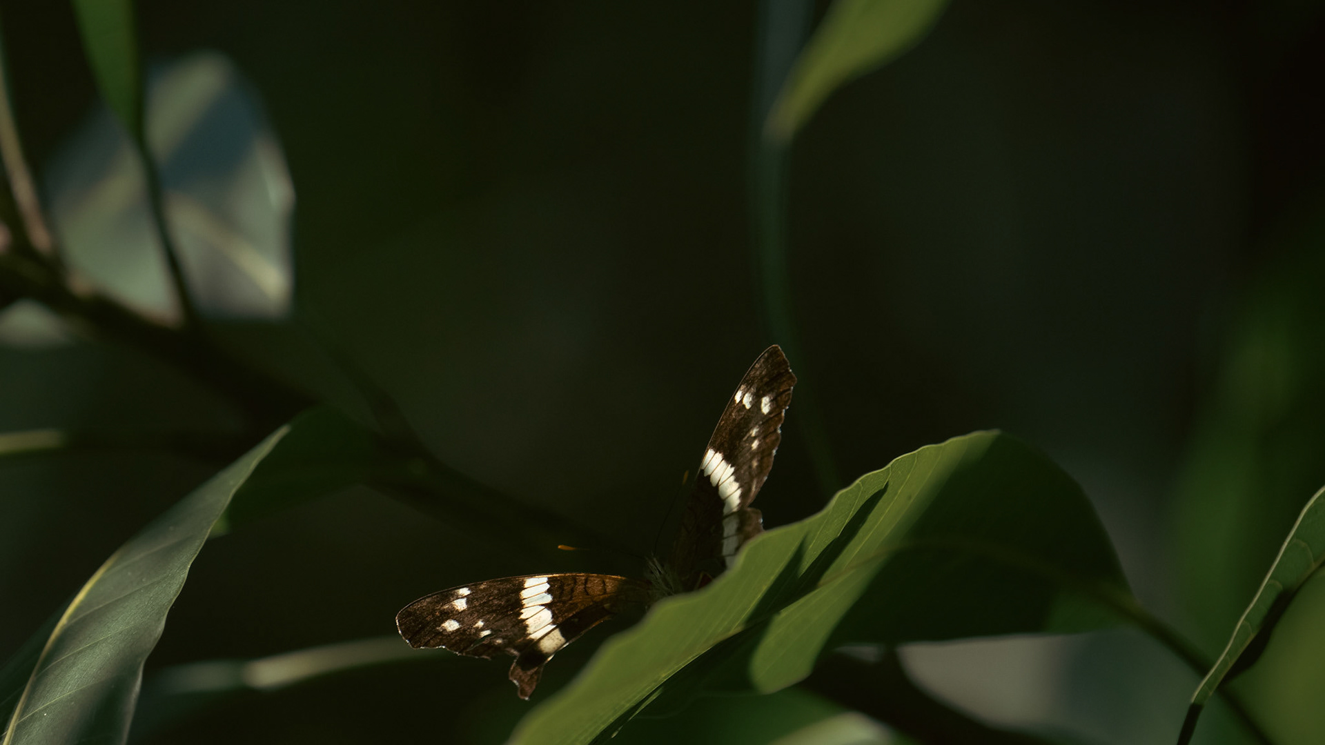 Banded Peacock, the migrant butterfly.