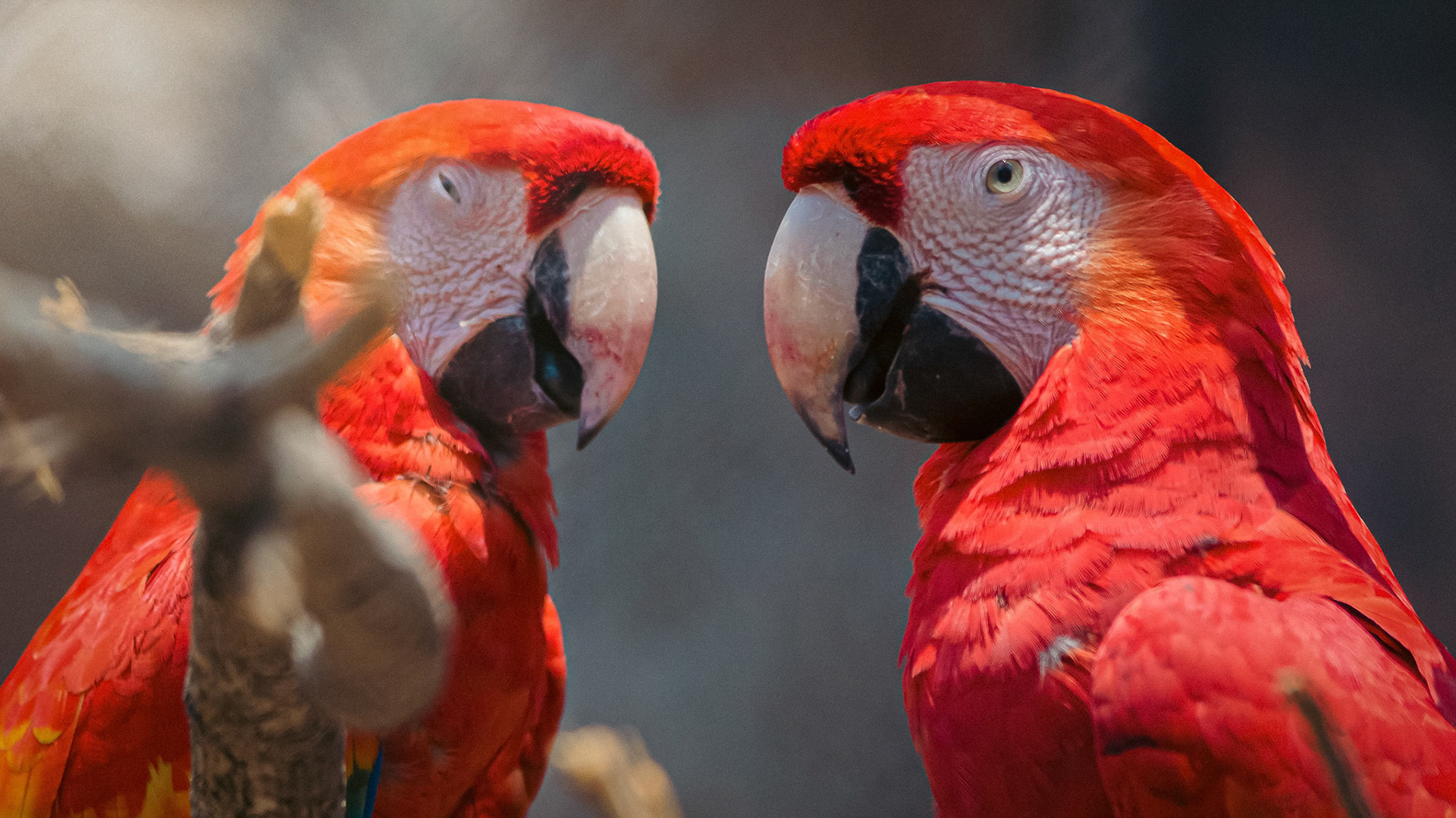 Los espléndidos Guacamayas Rojas.