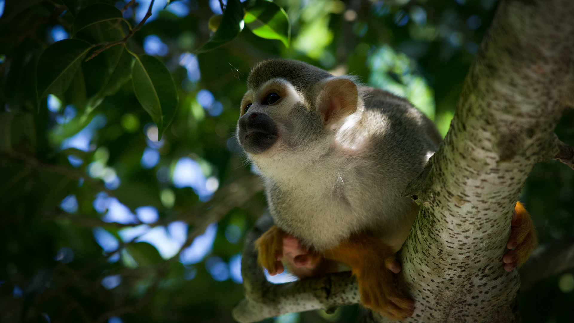 Saimiri, the squirrel monkey.
