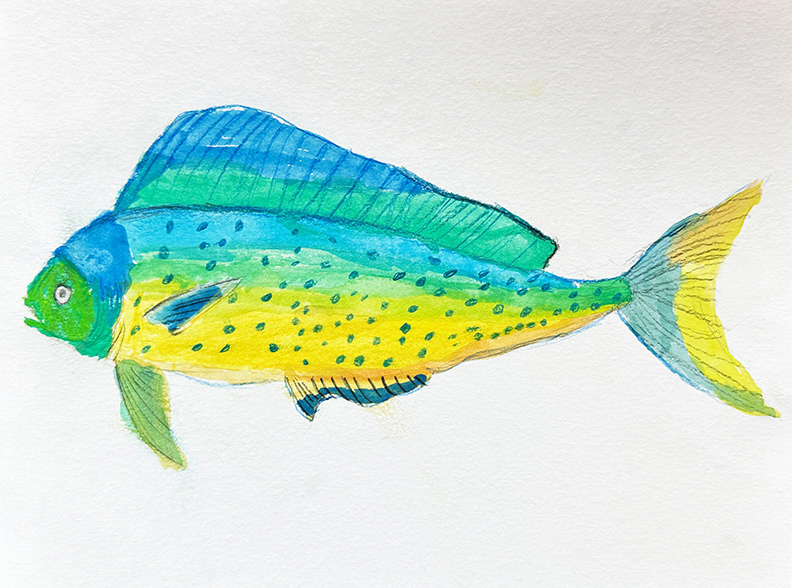 Mahi-mahi