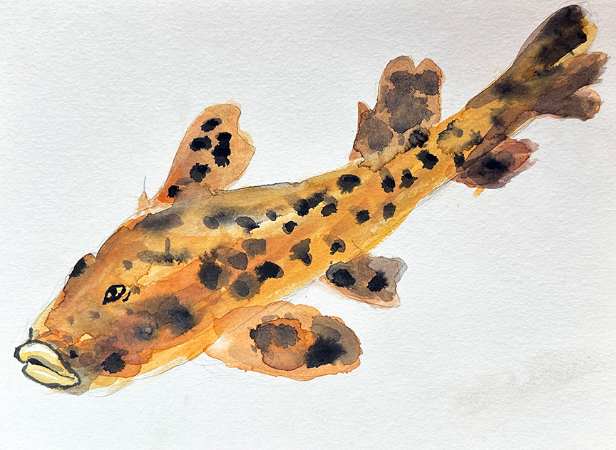 Horn Shark