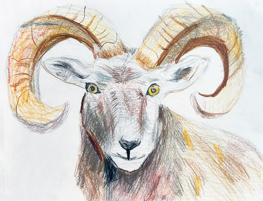 Bighorn Sheep