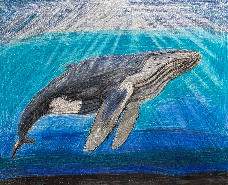 Humpback Whale