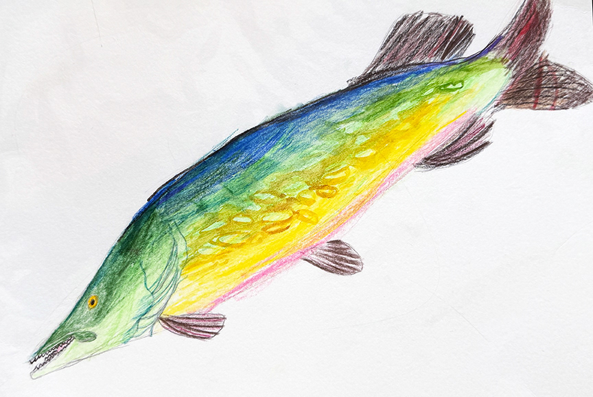 Alligator Gar