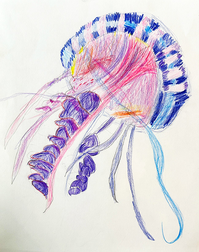 Jellyfish