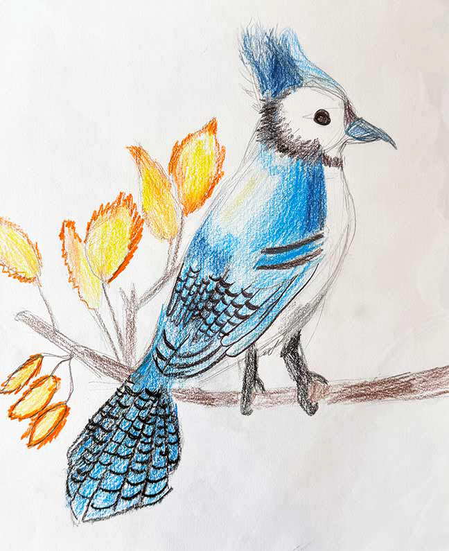 Blue Jay