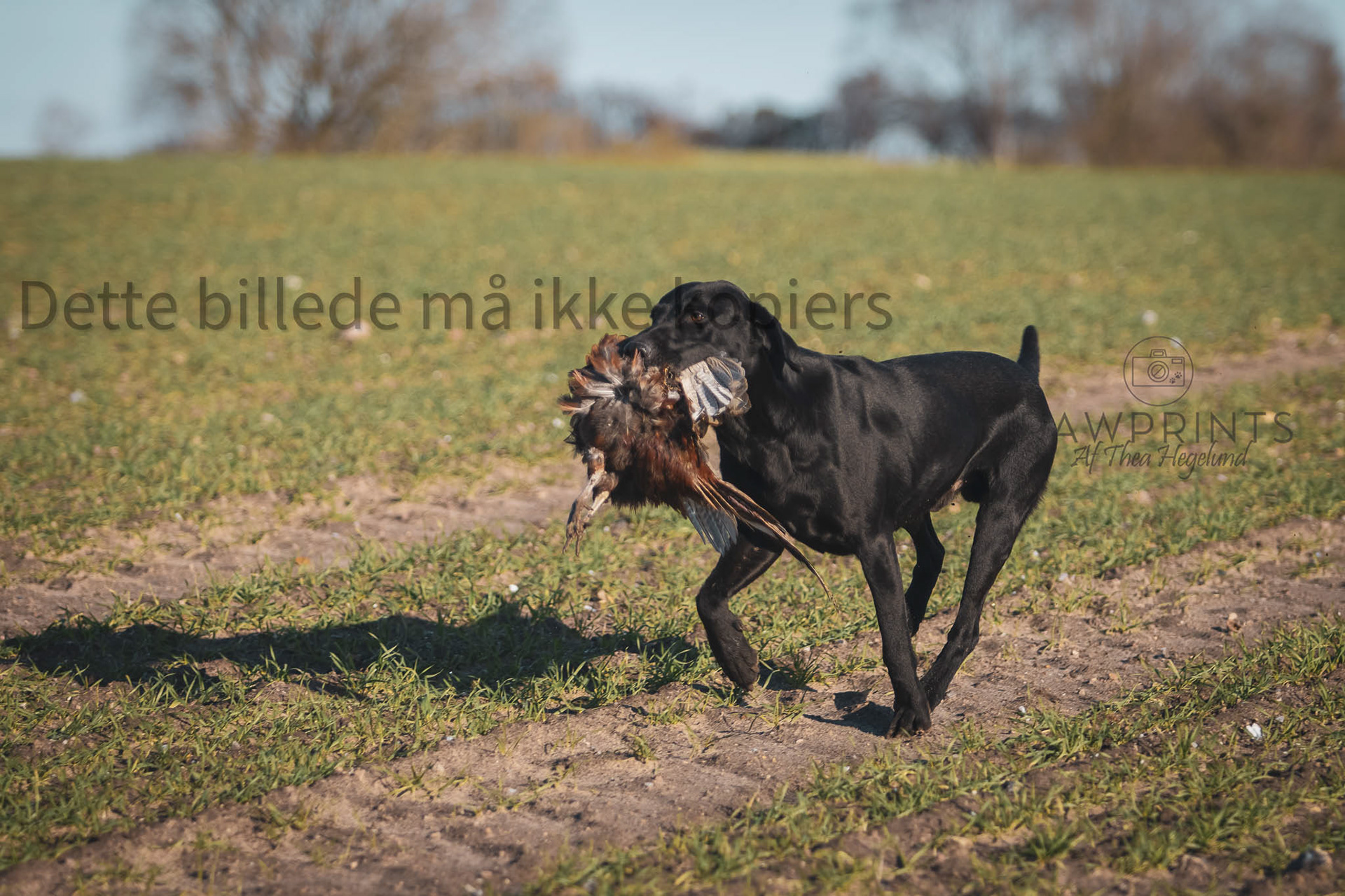 Mojo