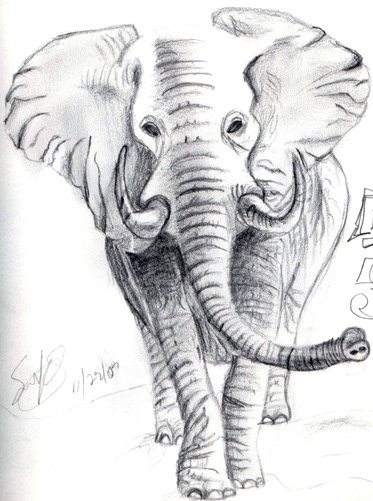 Elephant drawing